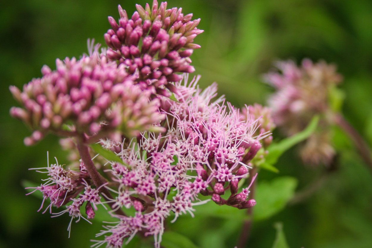 Душица Rosenkuppel