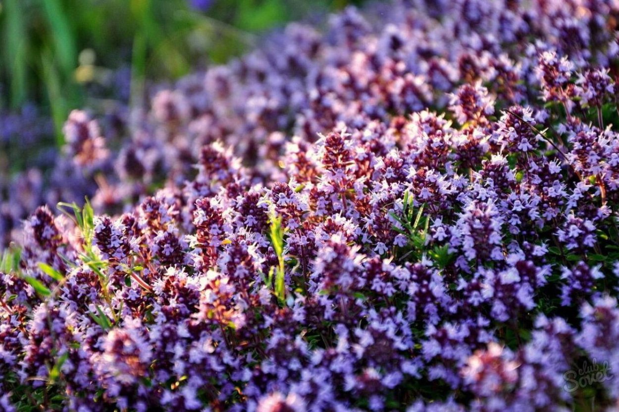 Лечебная трава мар