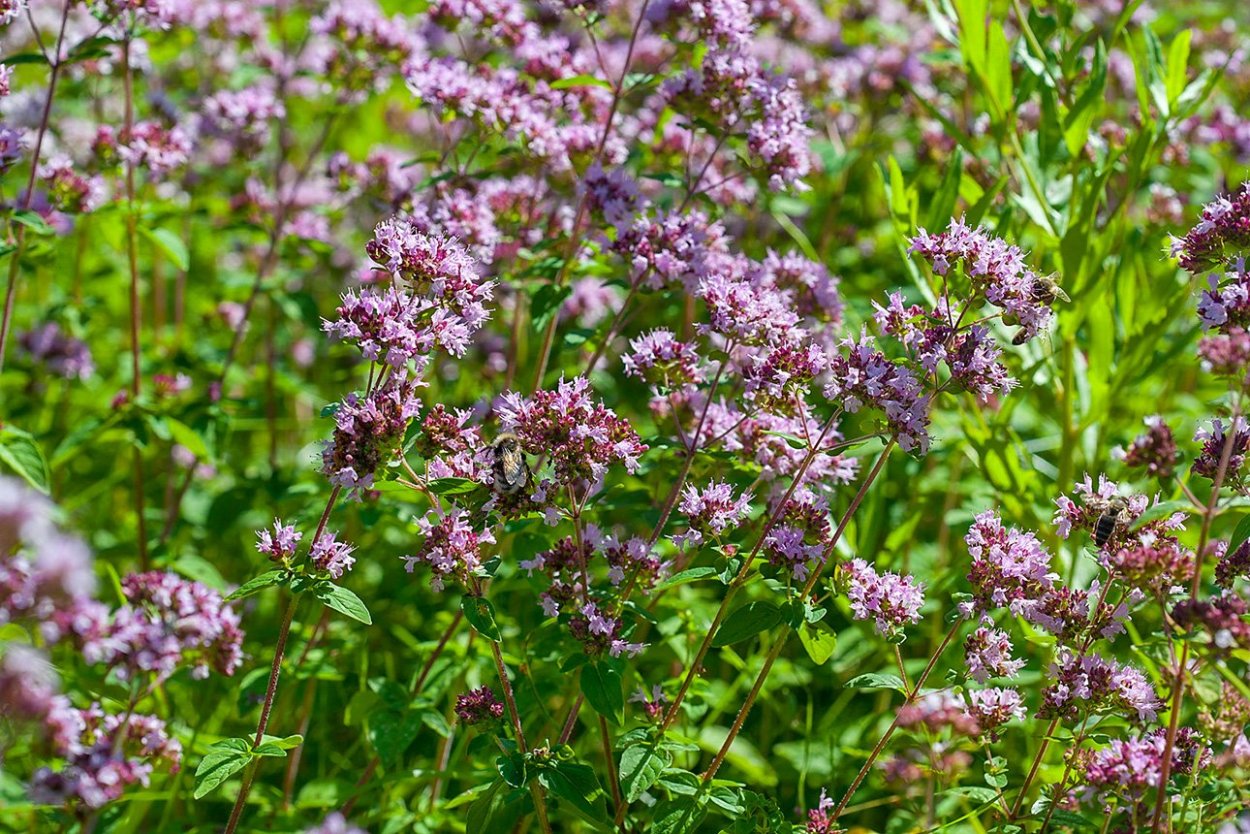 Орегано(душица) gentle Breeze