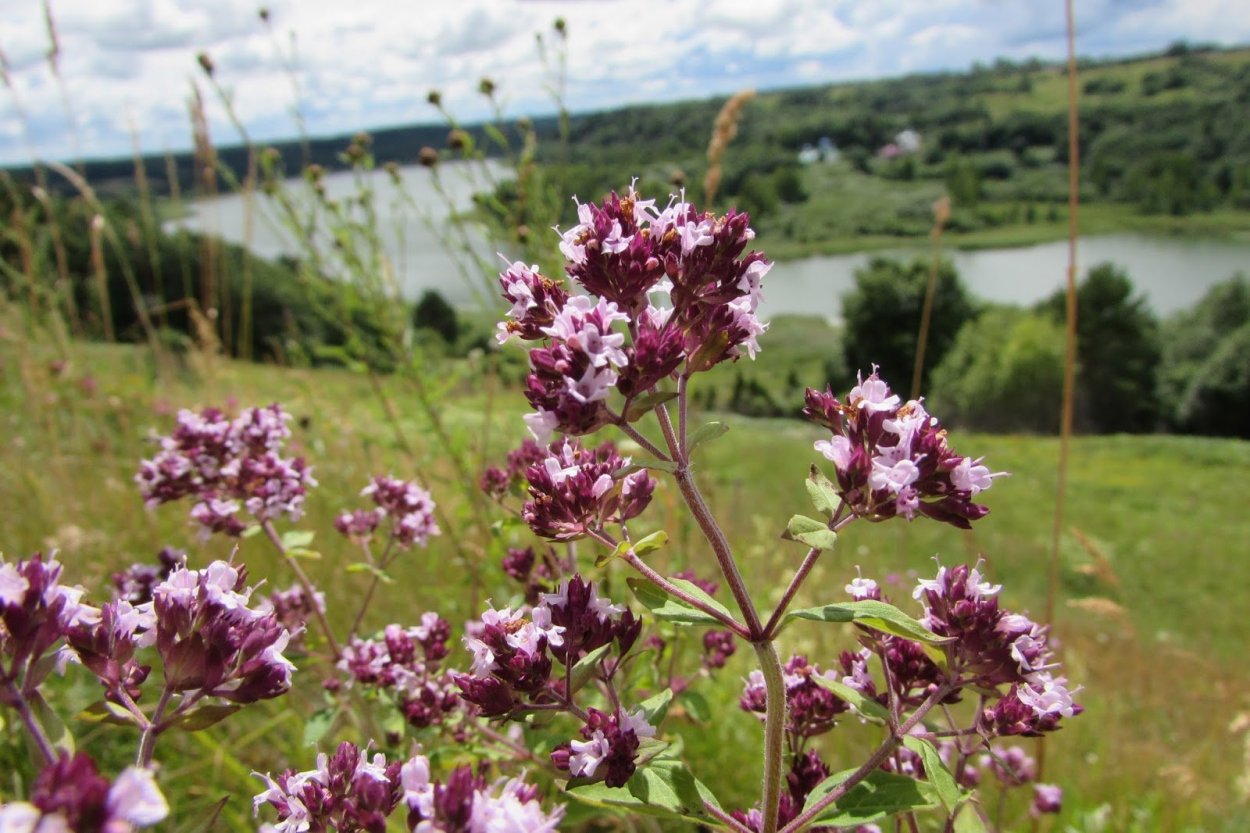 Oregano kekik приправа