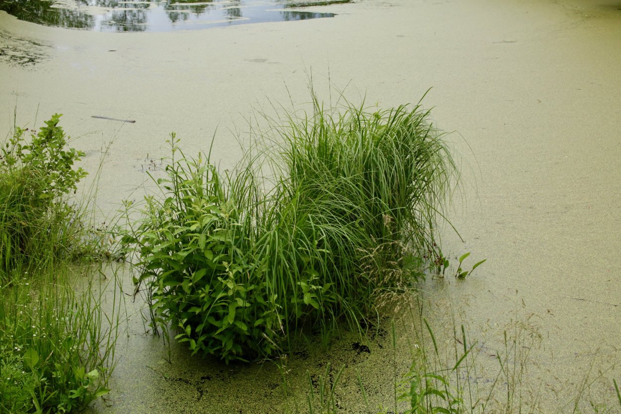 Трава высокая в болотистых местах