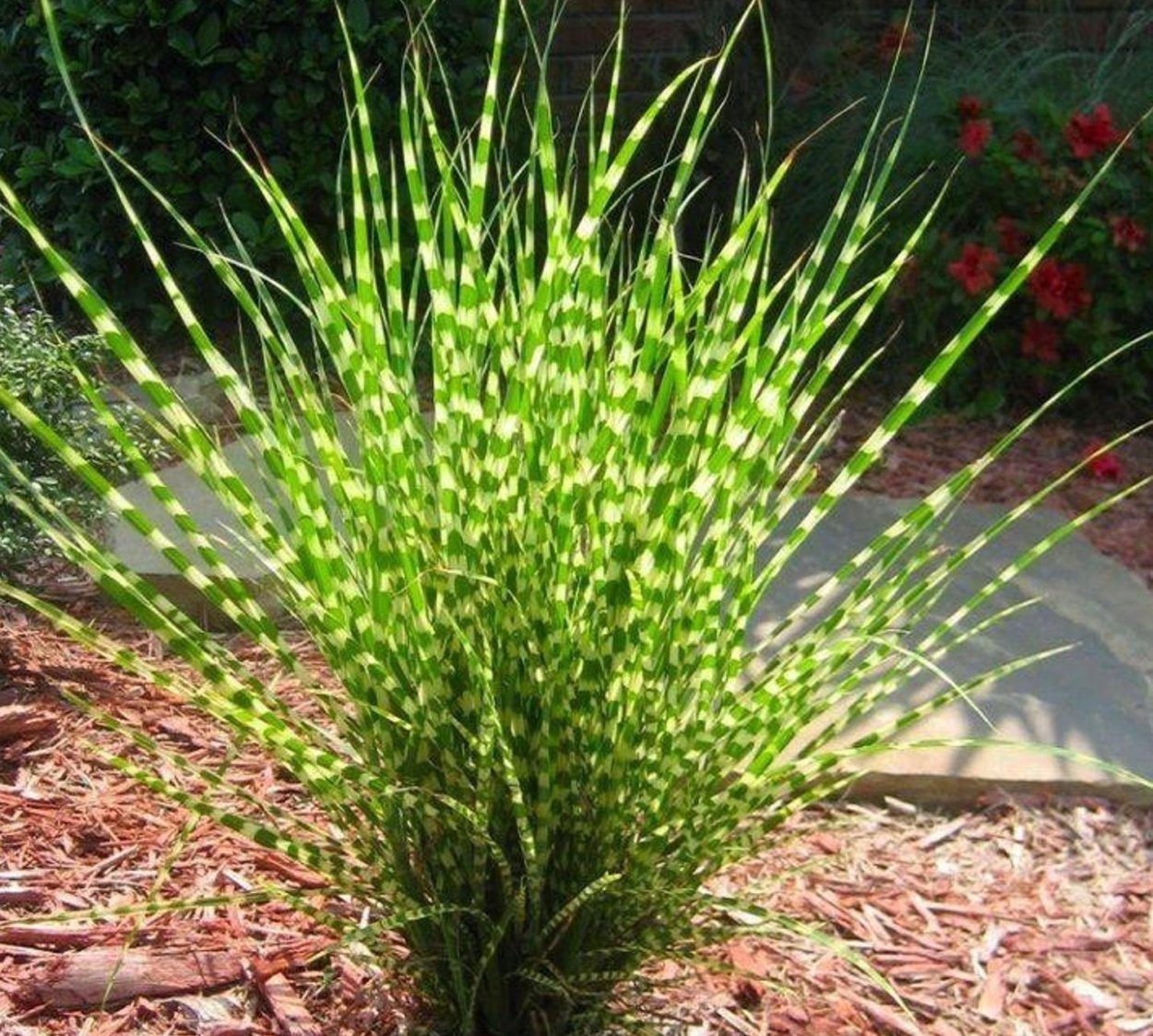 Осока Эвергрин