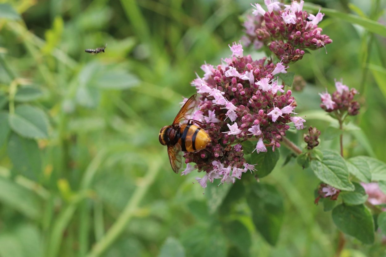 Полынь душица