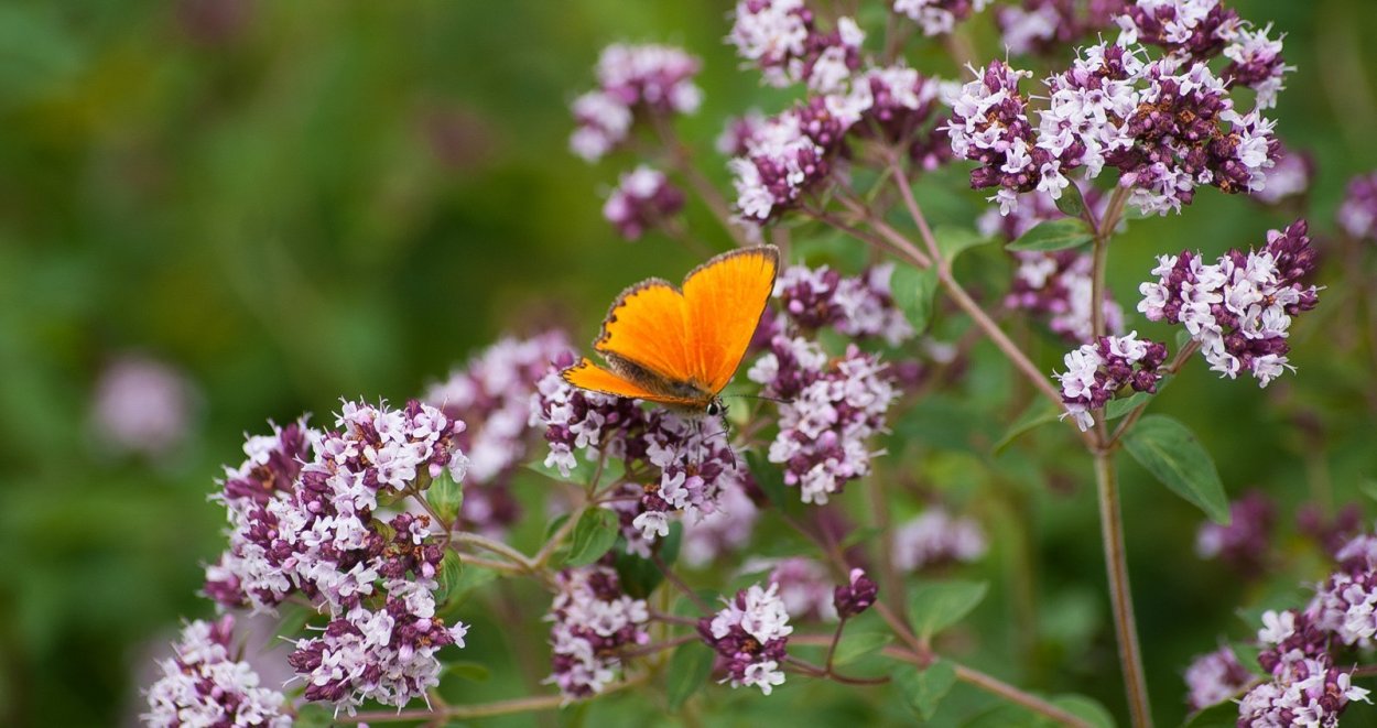 Душица в лесу