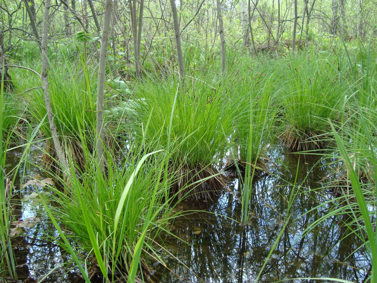 Тростник обыкновенный phragmites Australis