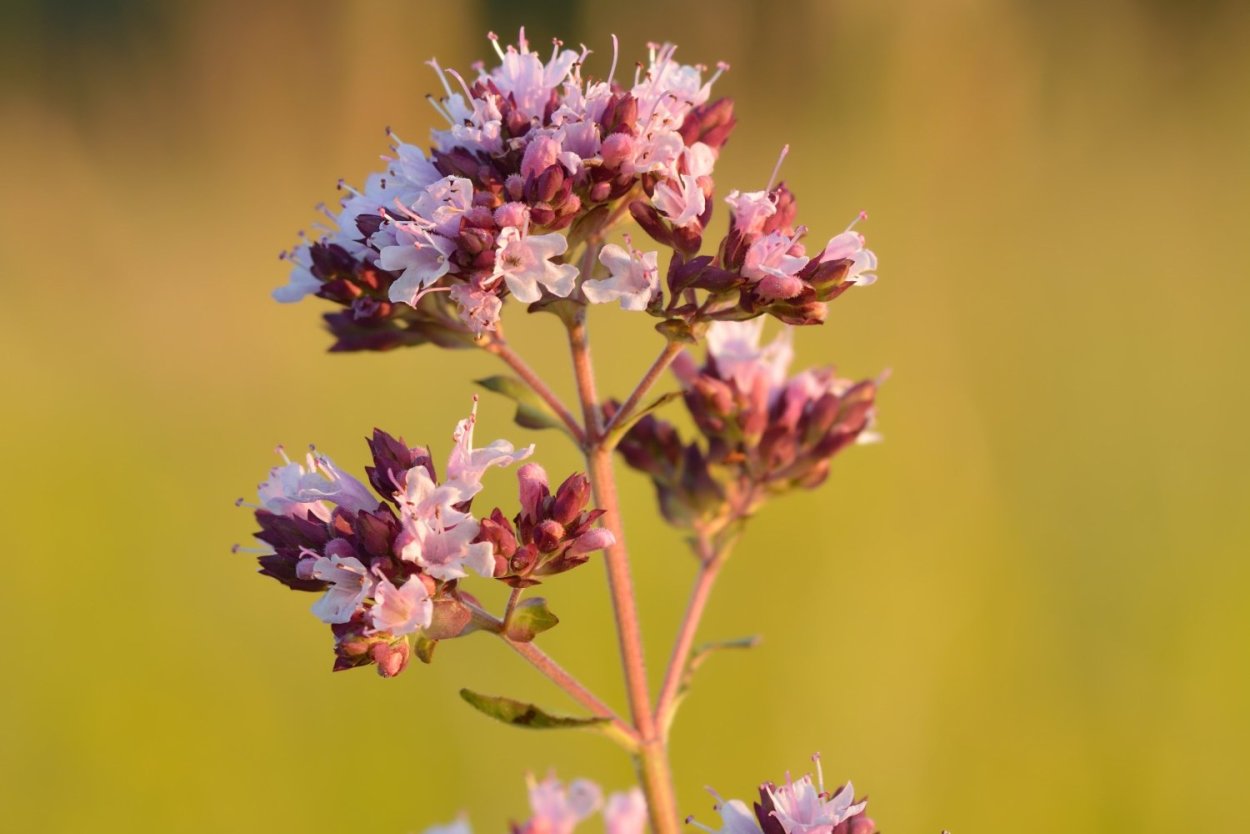 Трава душицы обыкновенной