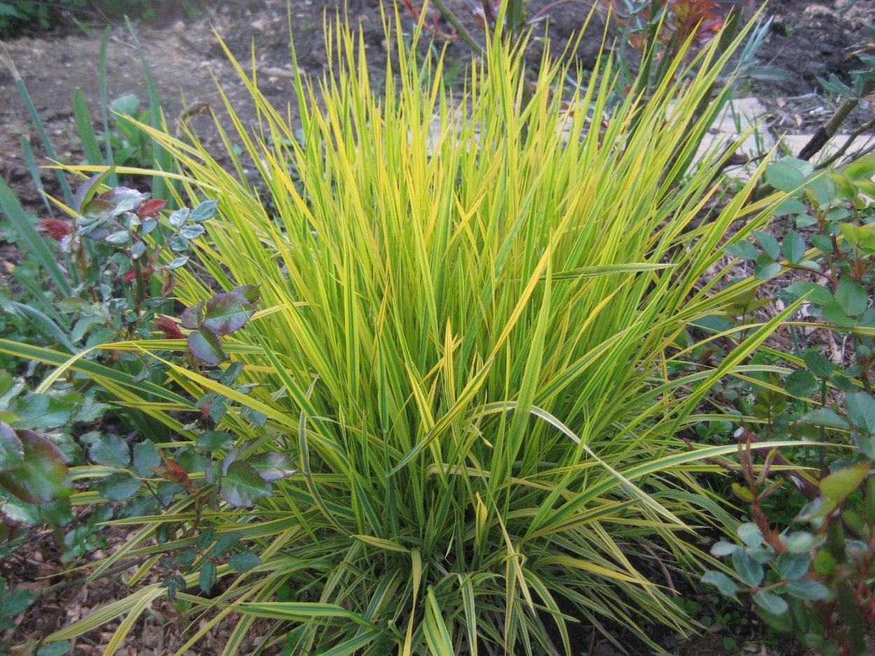 Осока метельчатая