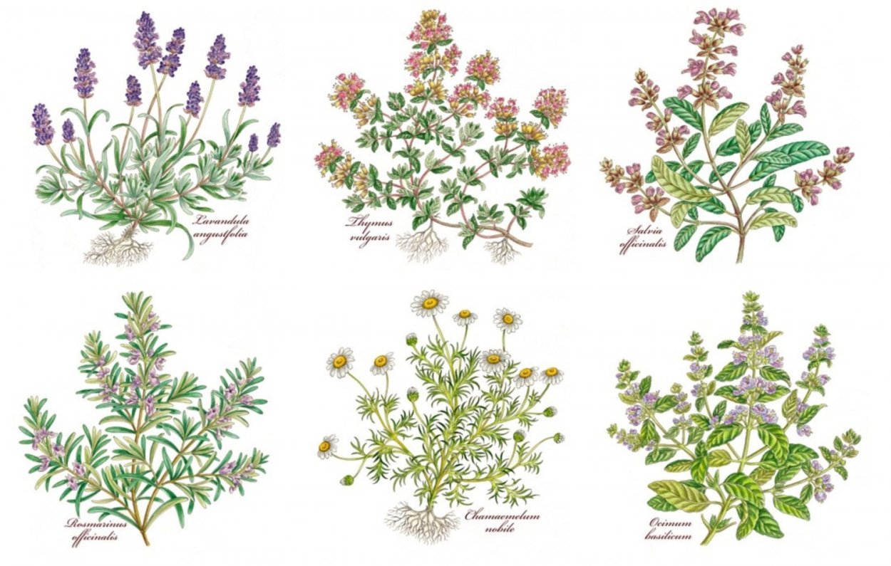 Тимьян (чабрец)