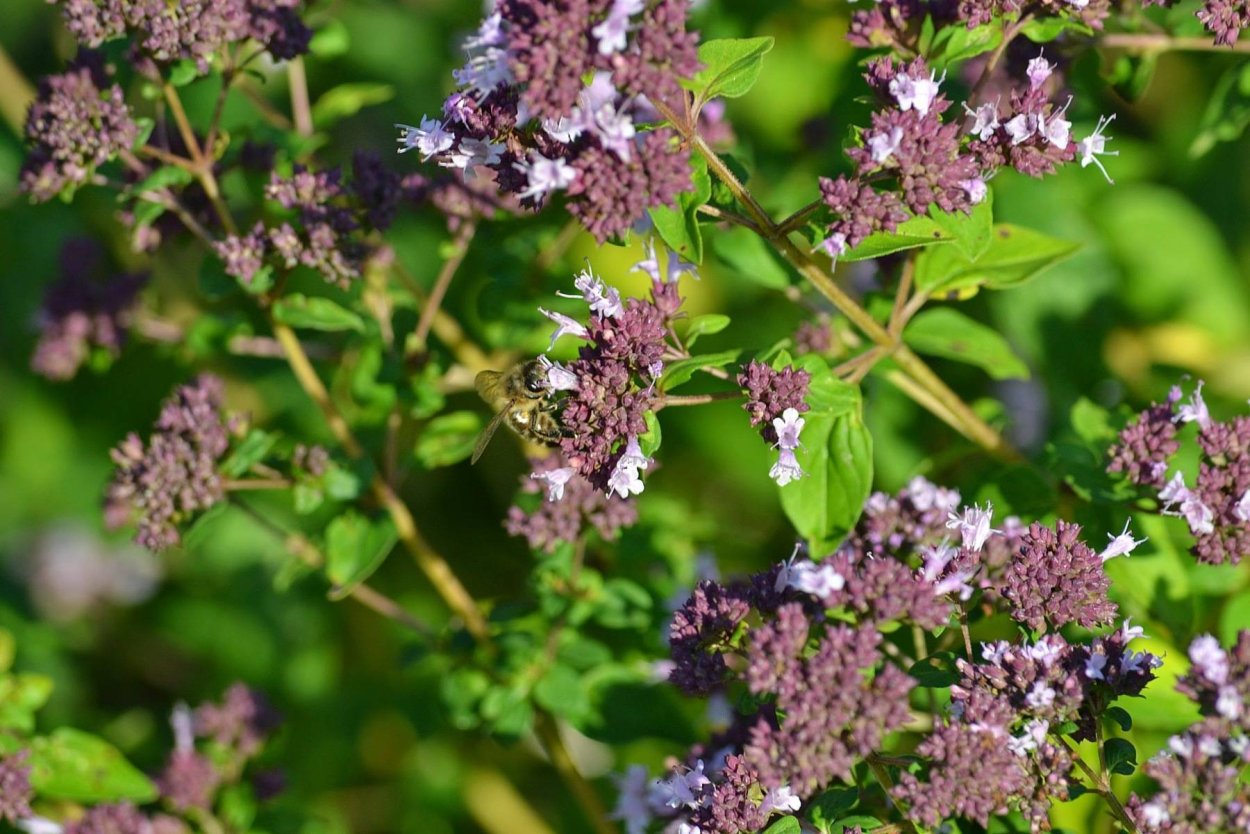 Душица обыкновенная (орегано)