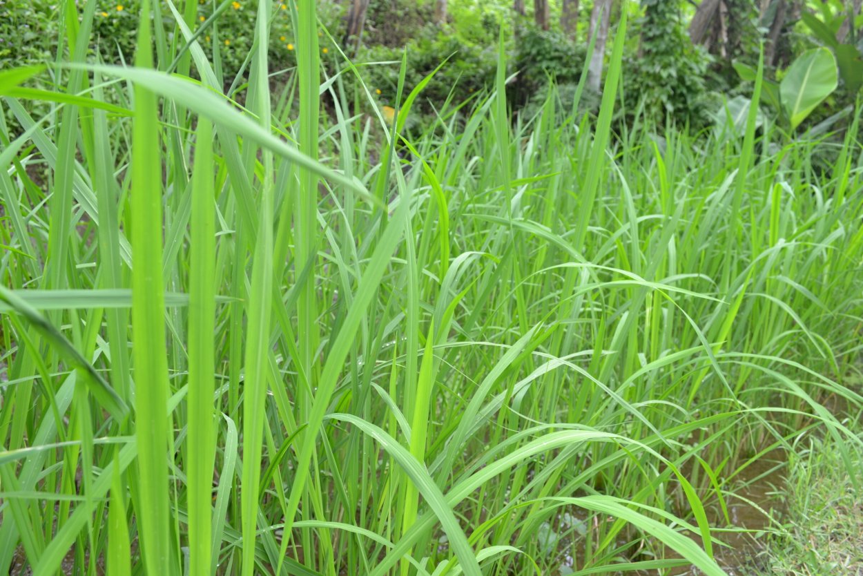 Осока остролистная