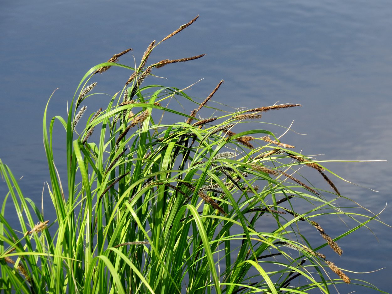 Осока заостренная (Carex acutiformis Ehrh.
