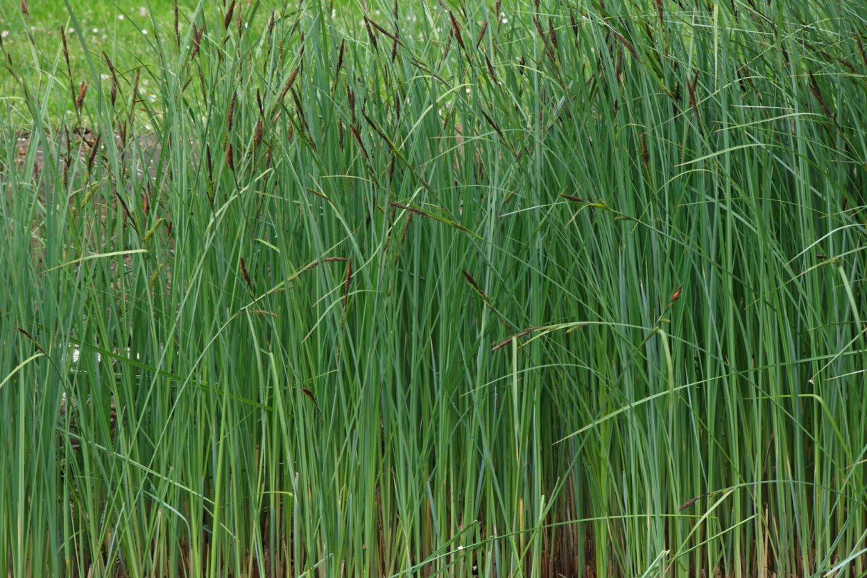 Осока Болотная