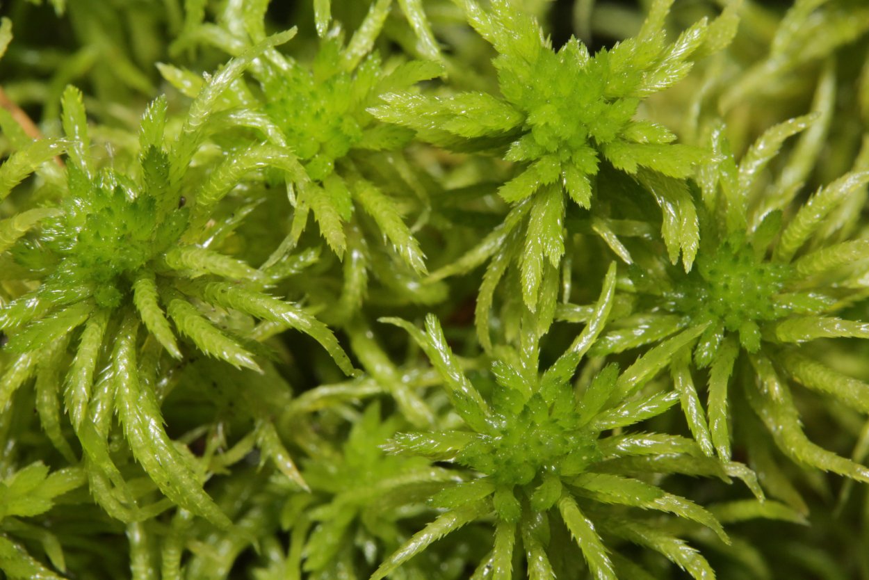 Ива остролистная (Salix acutifolia)