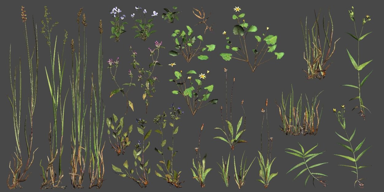 Декоративная Болотная трава