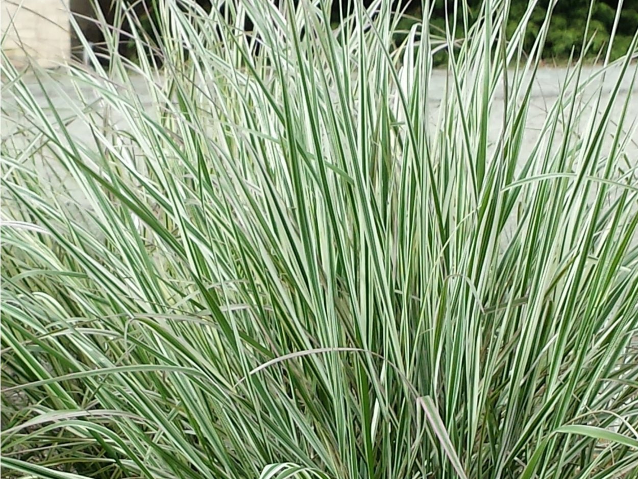 Болотный тростник Чернобыль