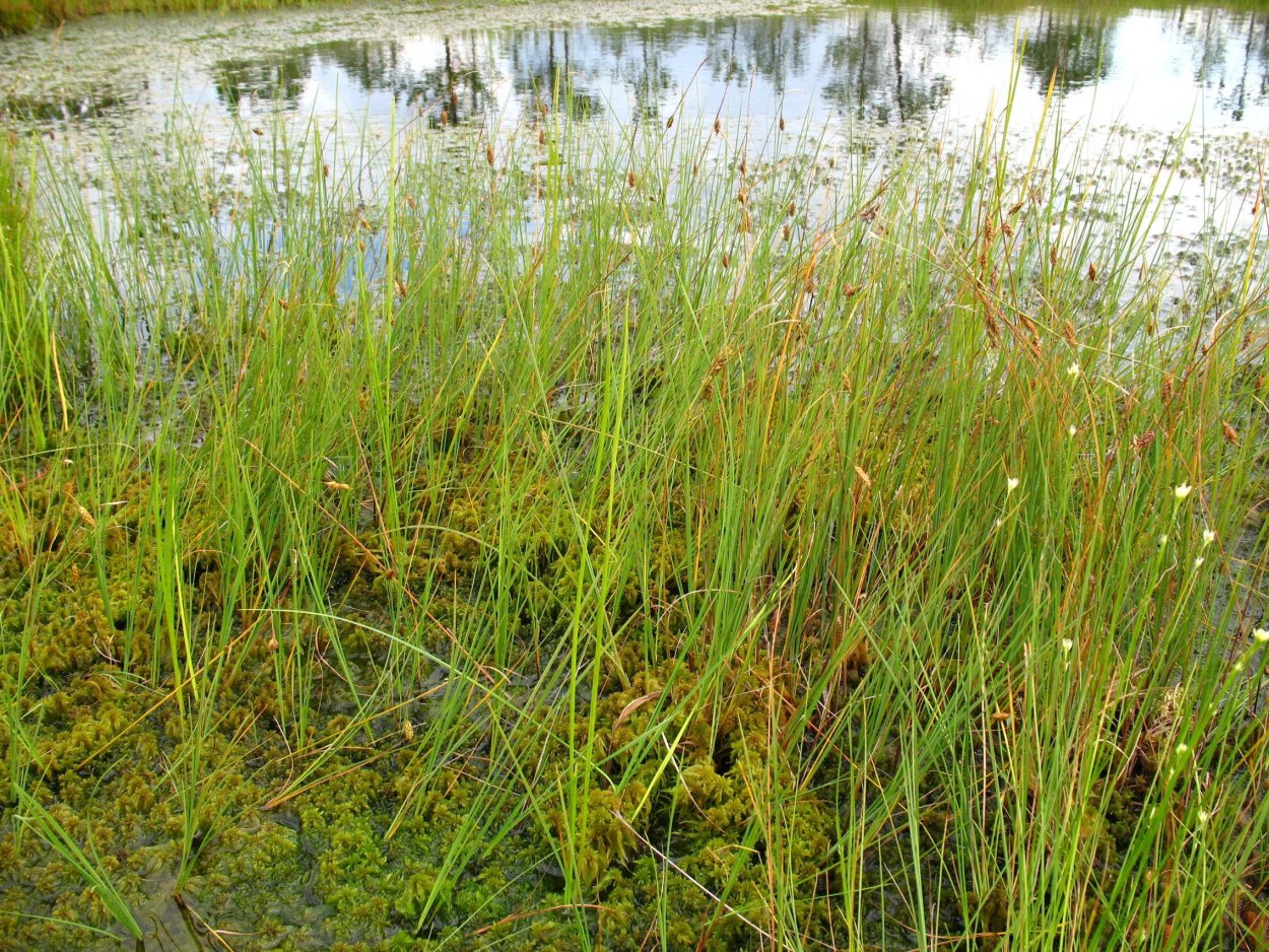 Ситняг болотный (Болотница)