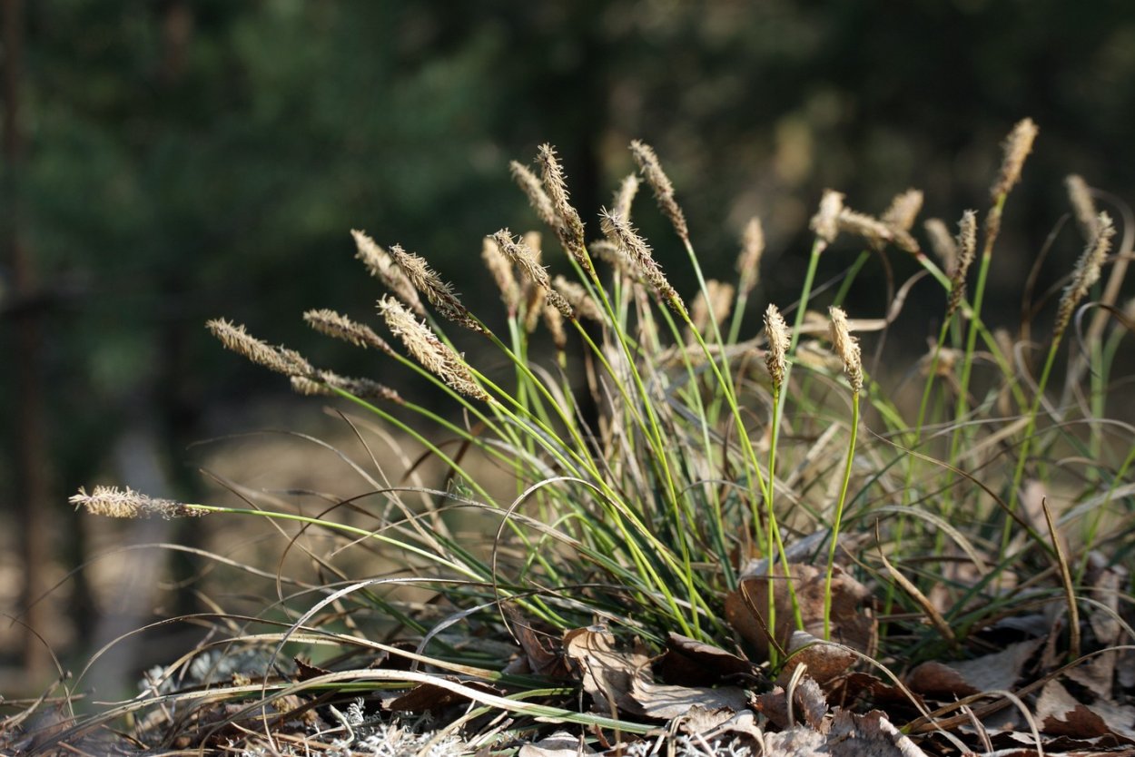 Вейник Calamagrostis Overdam