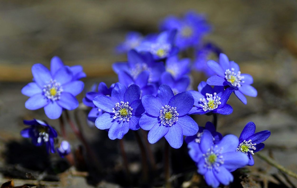 Печёночница обыкновенная