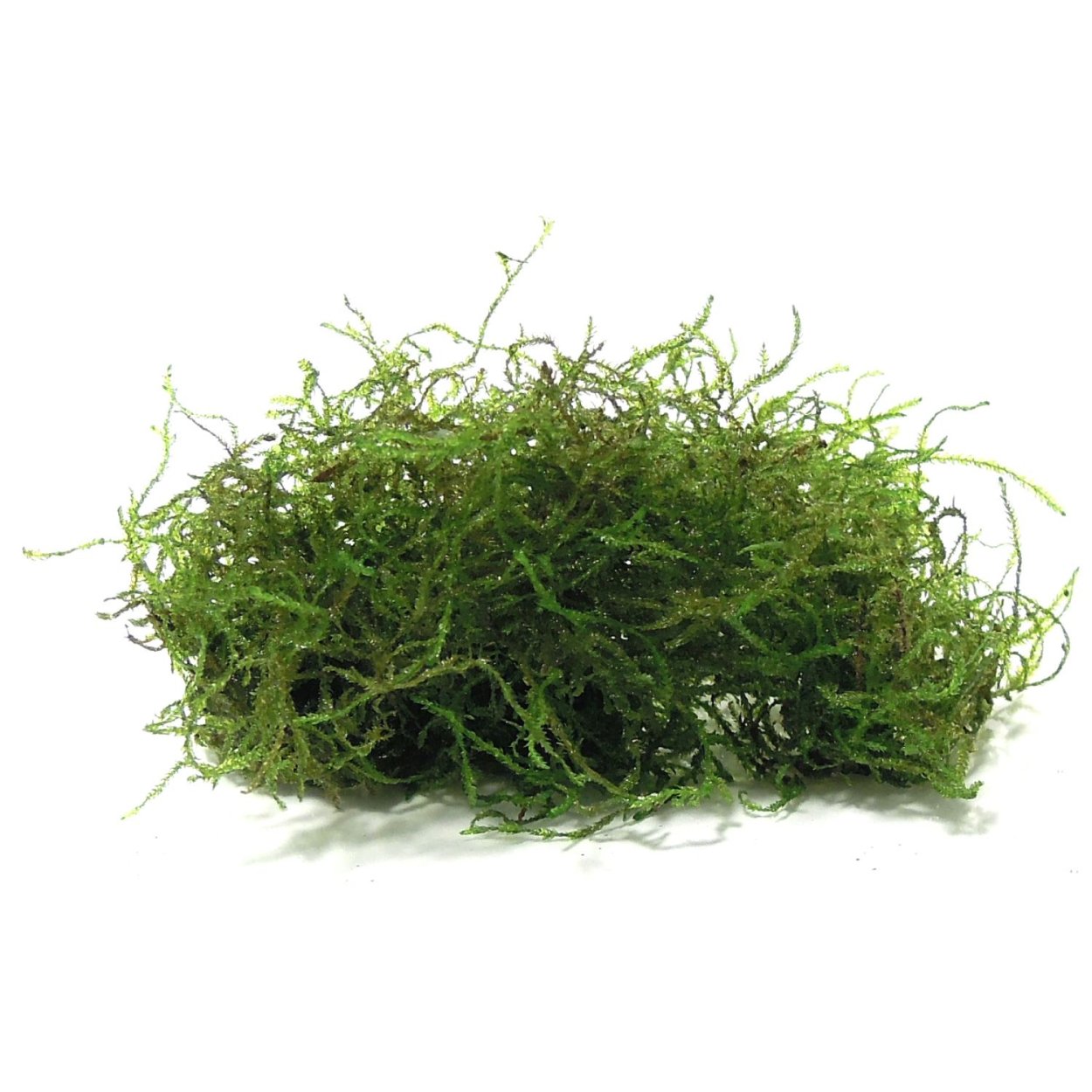 Моховидные сфагнум