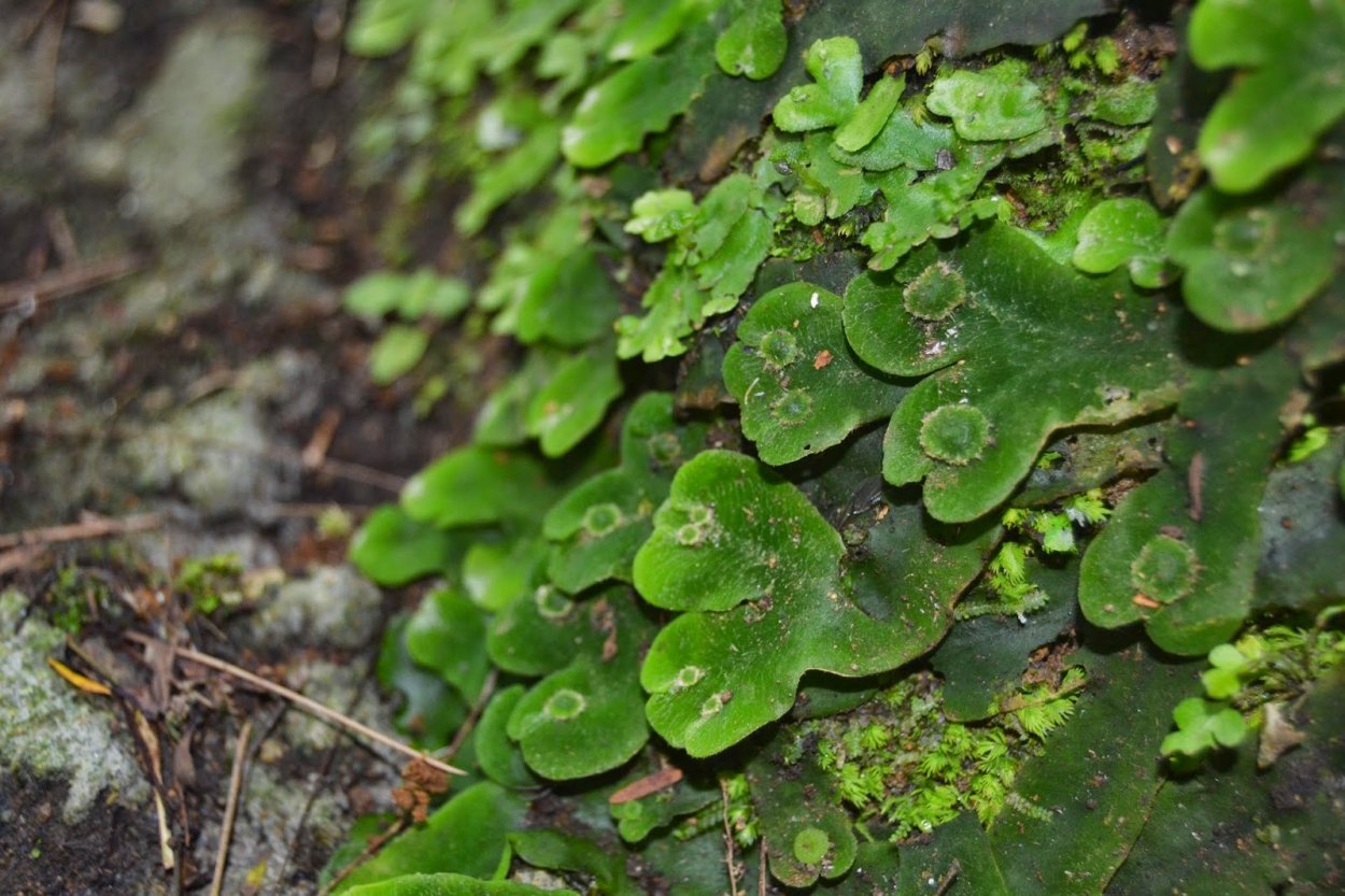 Тимьян чабрец медовый аромат