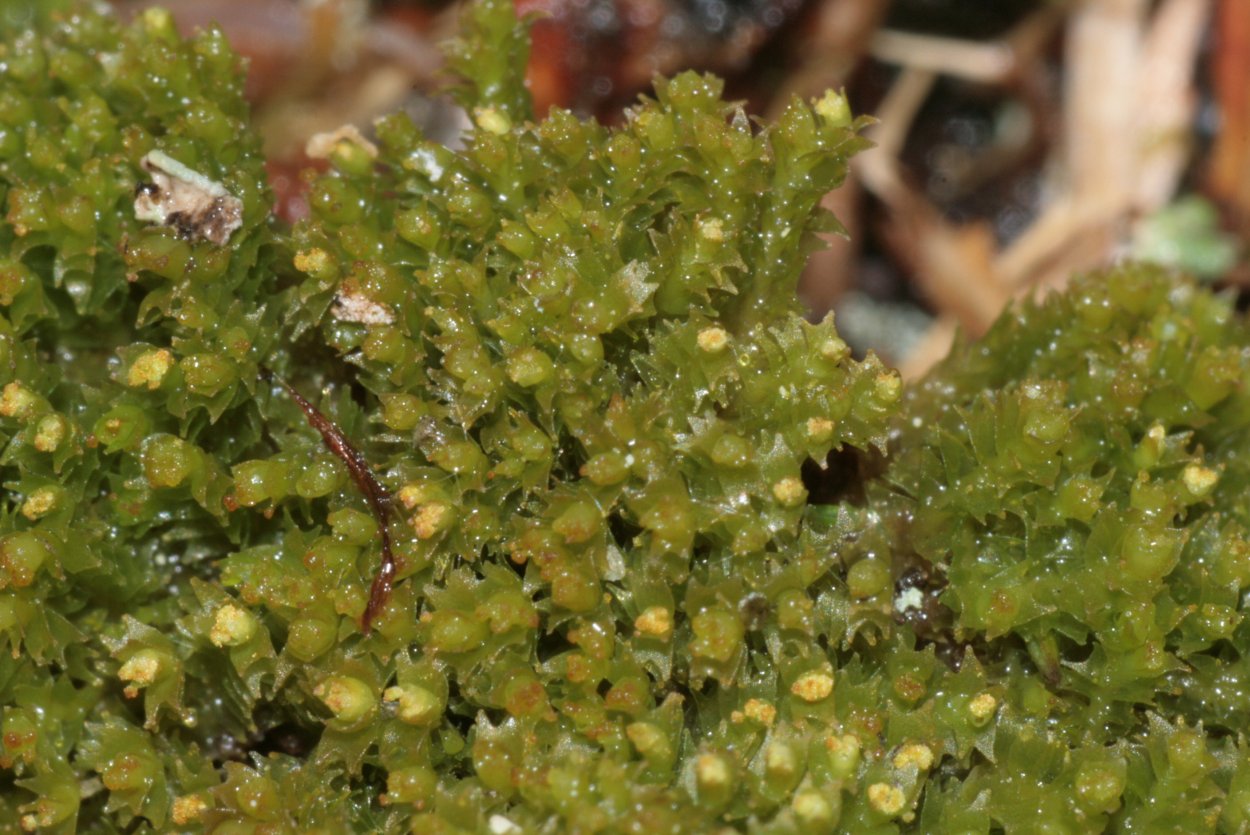 Растения печеночники вид