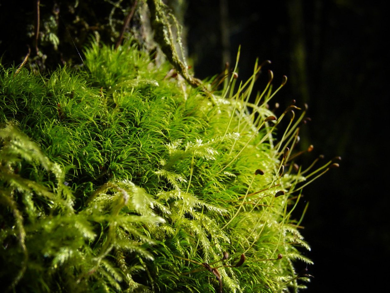 Пеллия эндиевлистная