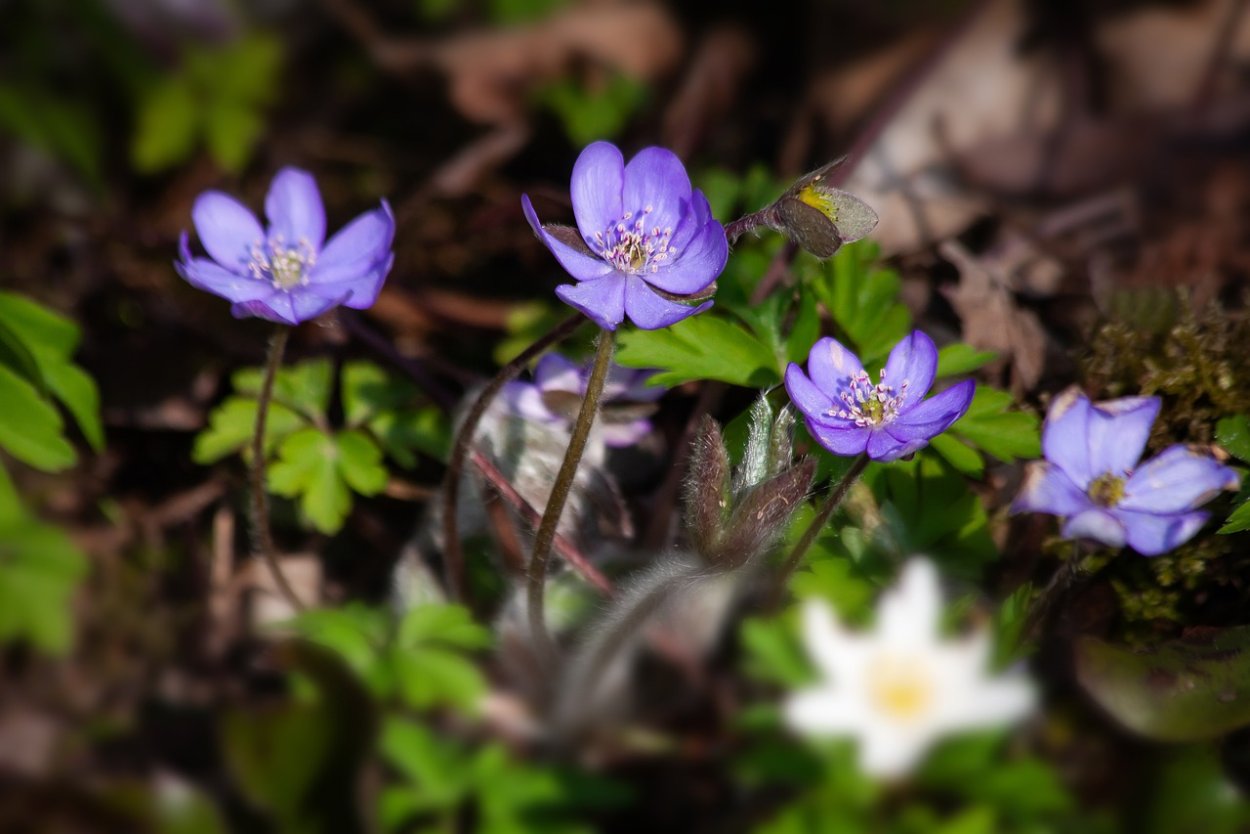 Сухие растения