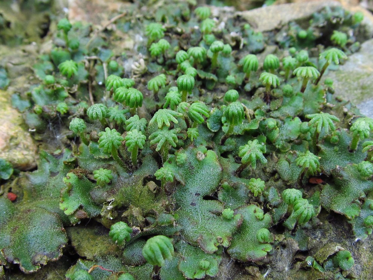 Маршанция мох