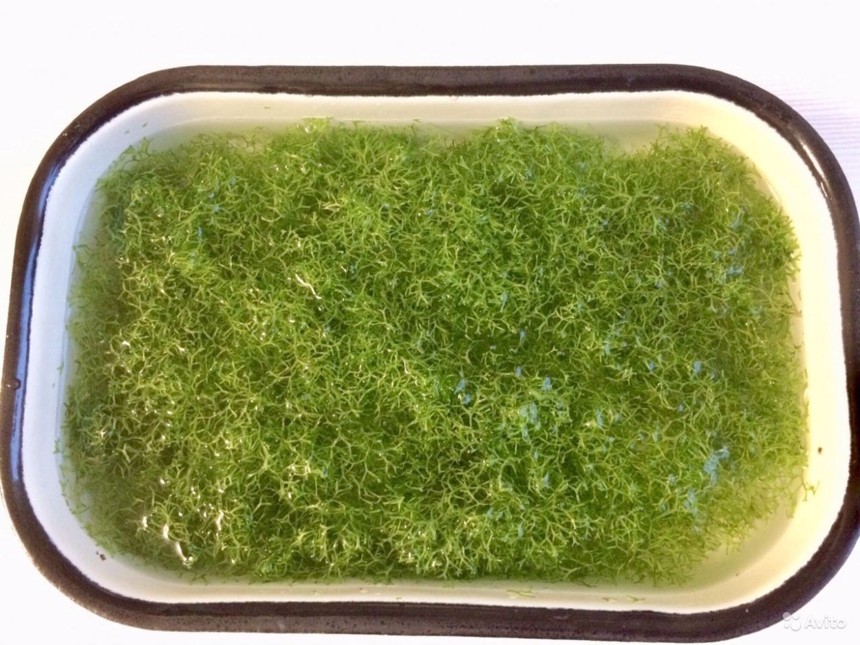 Печеночница (перелеска) обыкновенная