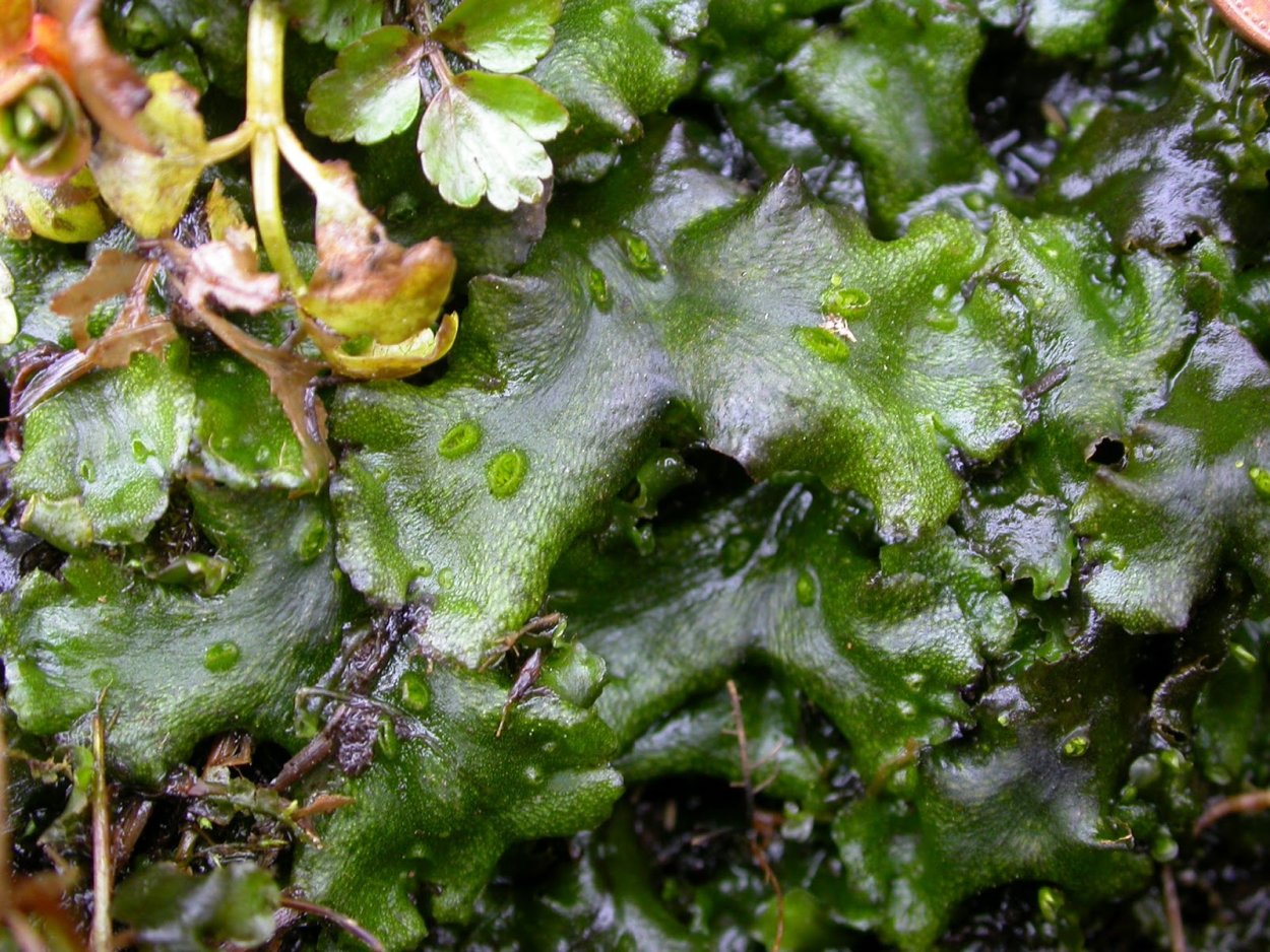 Риччия и маршанция