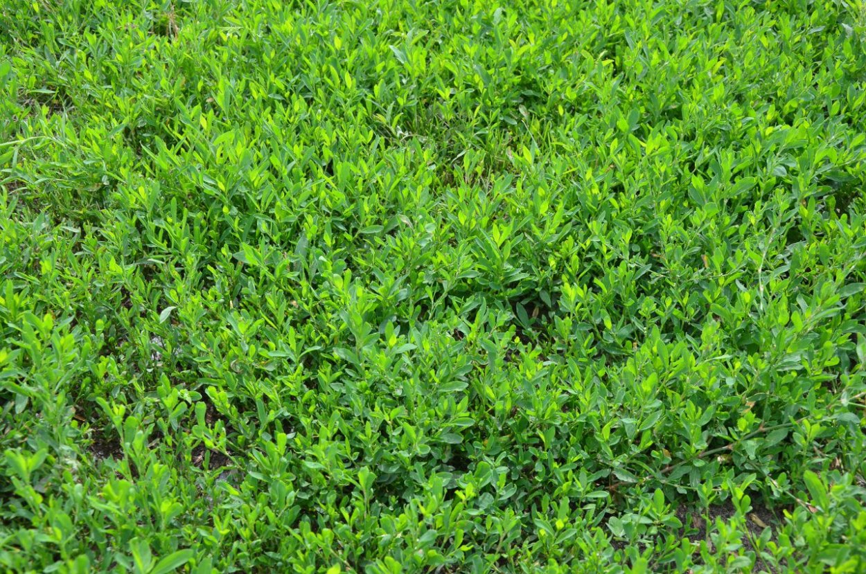 Горец птичий спорыш