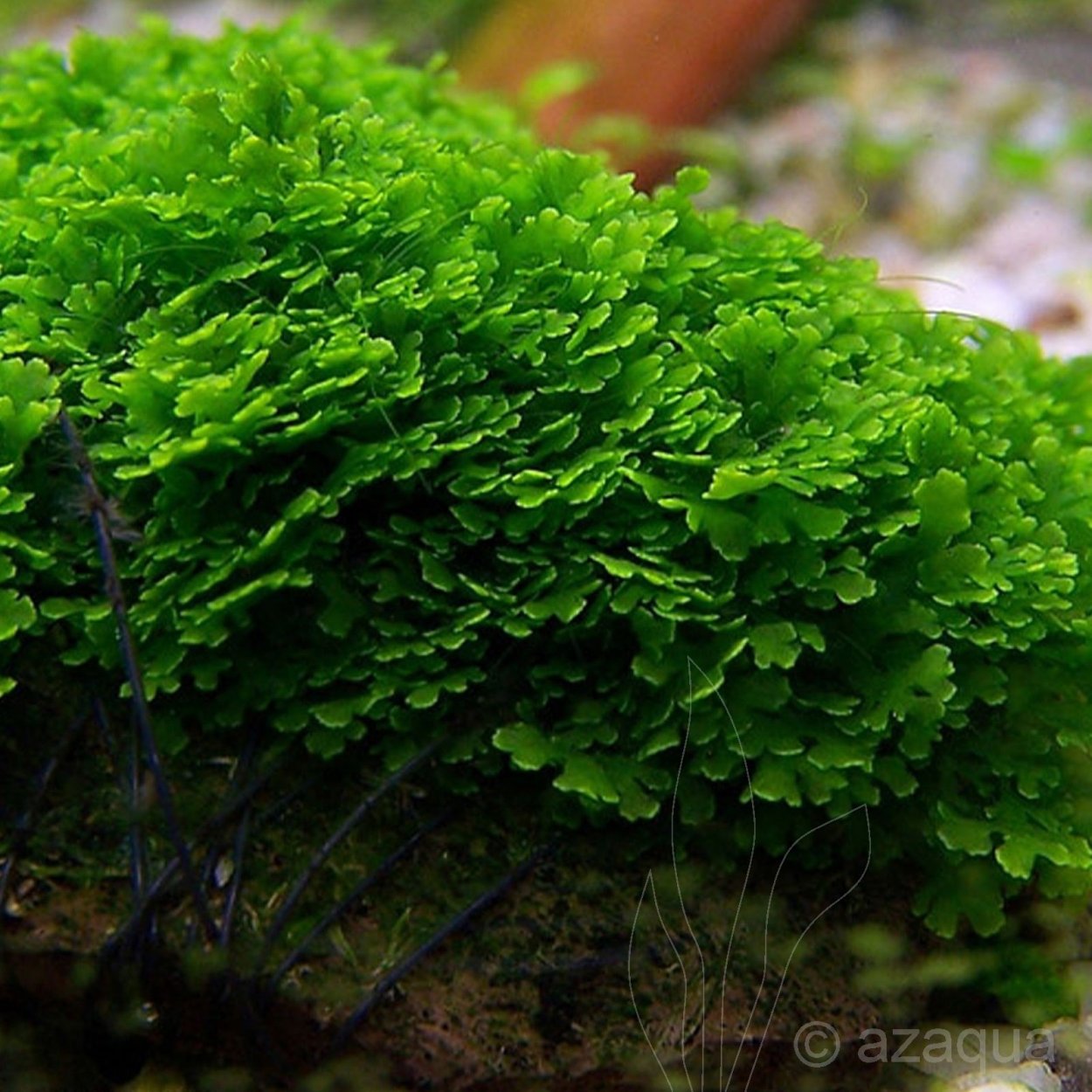 Печеночница Nobilis Nobilis