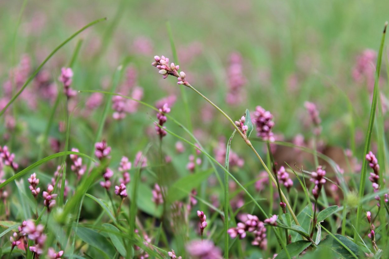 Горец птичий (Polygonum aviculare)