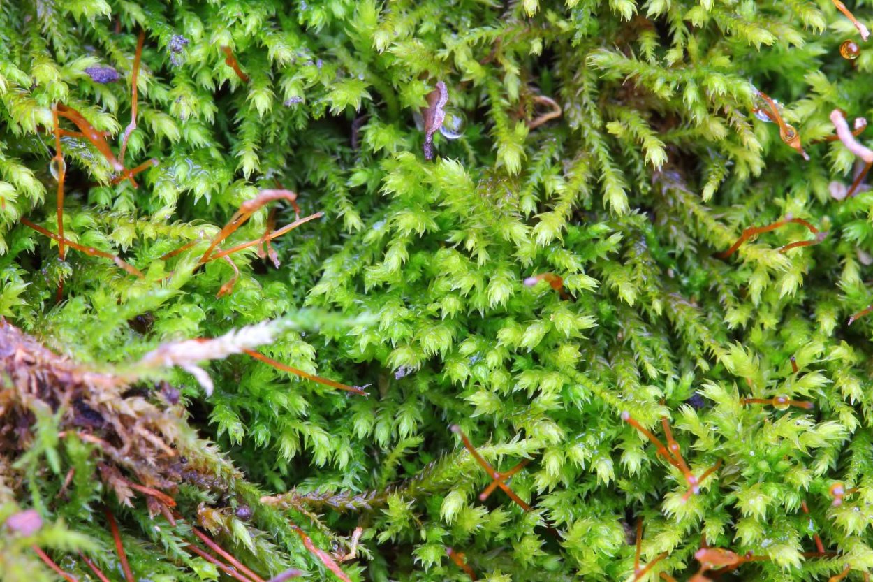 Сфагнум маршанция