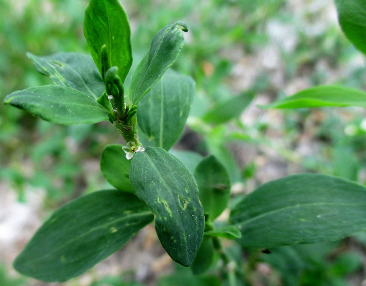 Спорыш трава