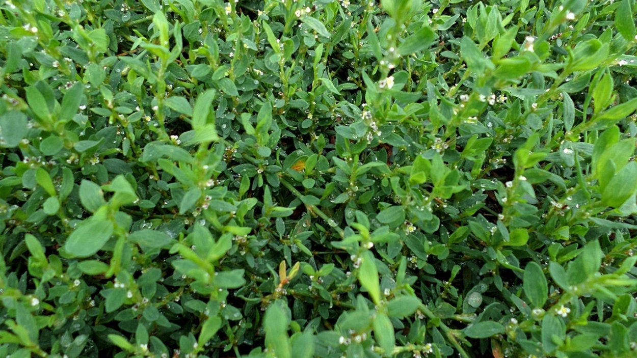 Спорыш трава травка - муравка