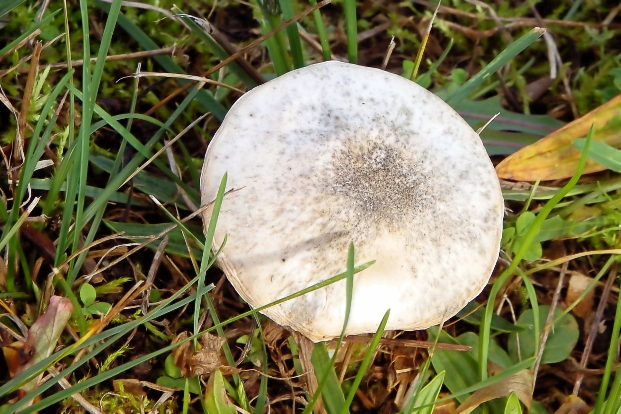 Полёвик ранний Agrocybe praecox