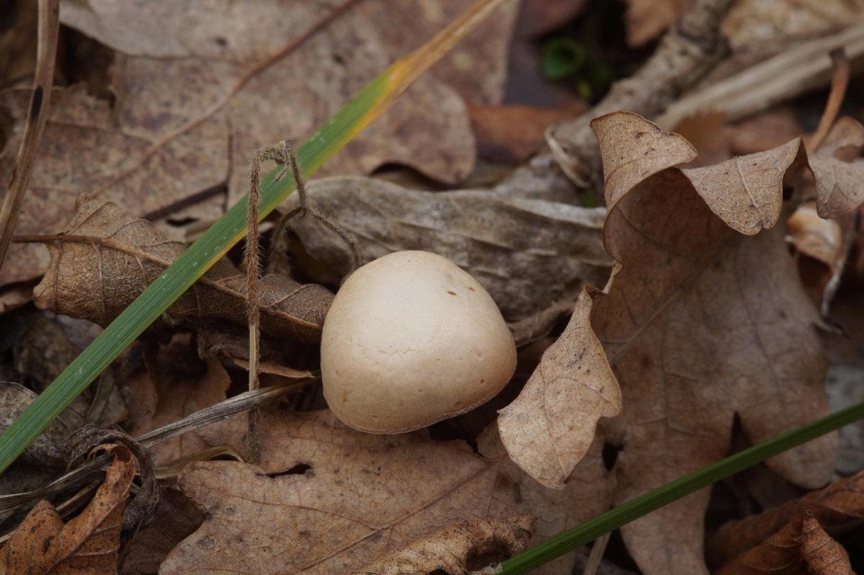 Шампиньон полевой Agaricus arvensis