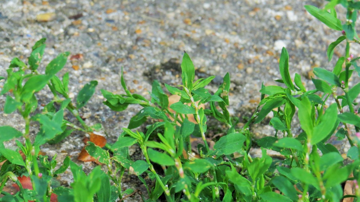 Трава мурава Горец птичий