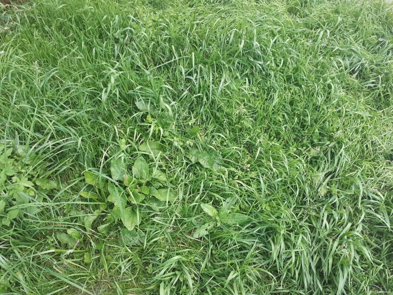 Спорыш птичий сырье