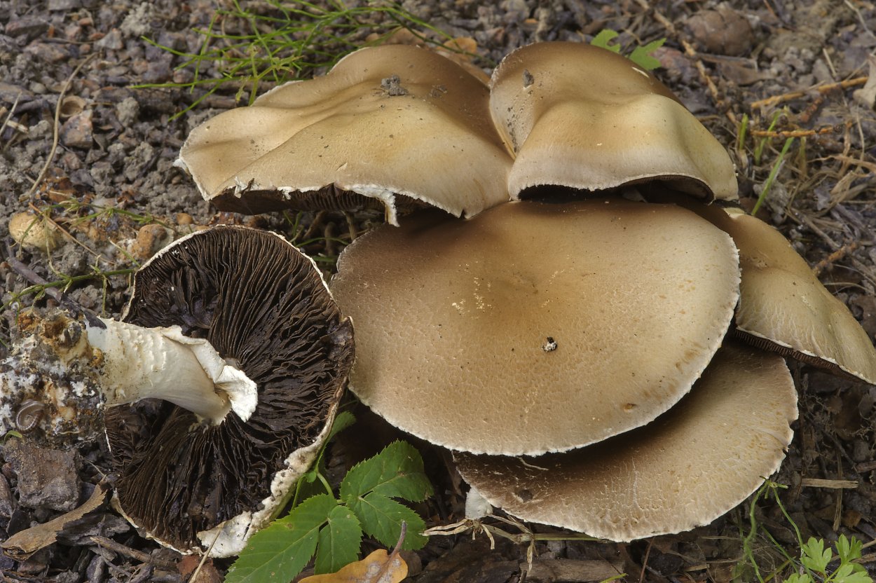 Шампиньон Луговой Agaricus Campestris