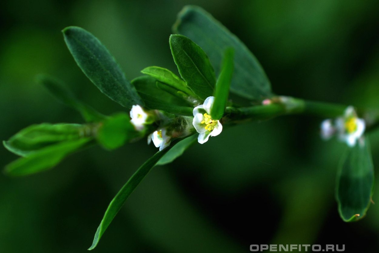 Горец птичий Polygonum aviculare всходы