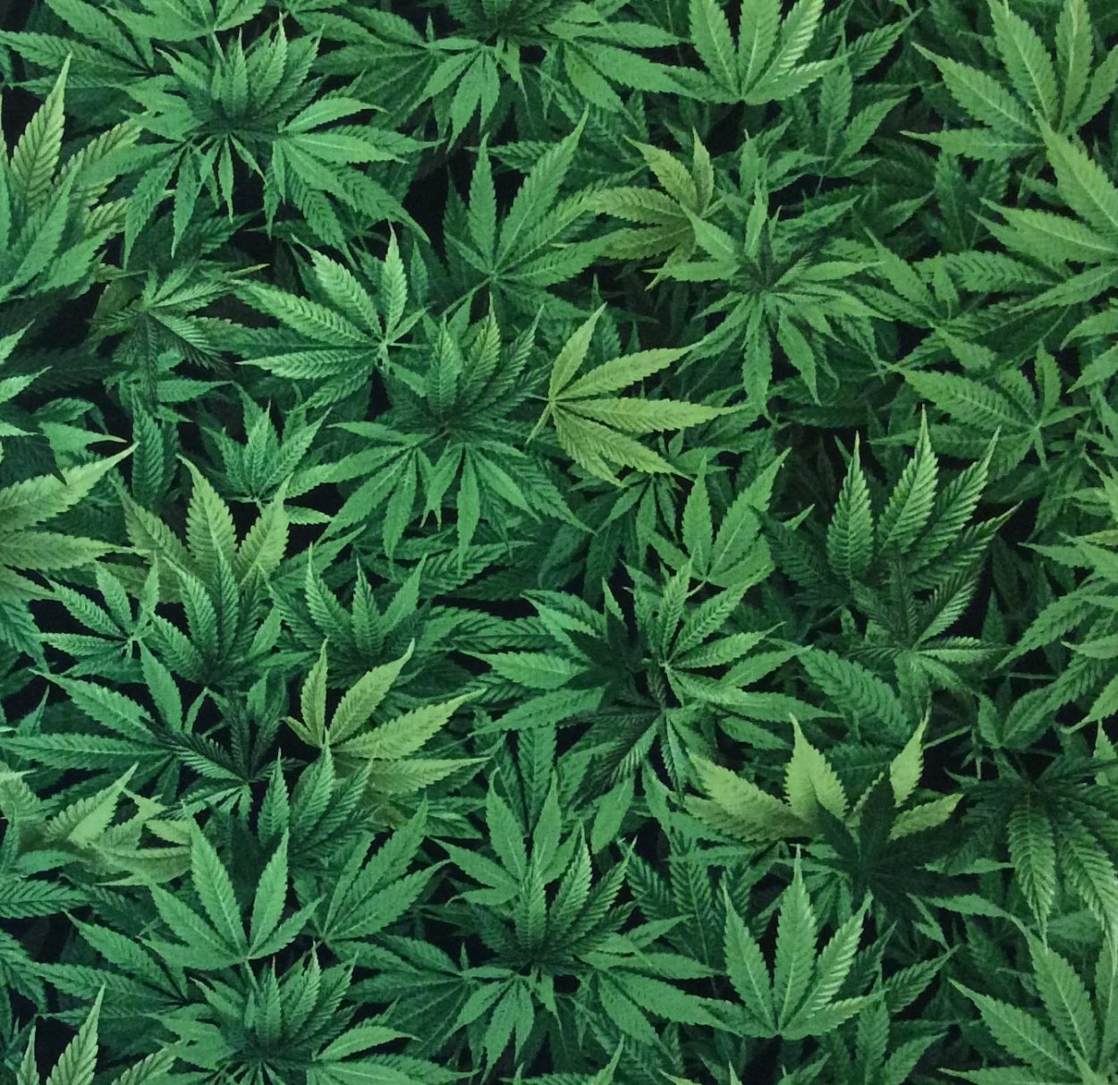 Пикульник сушеный