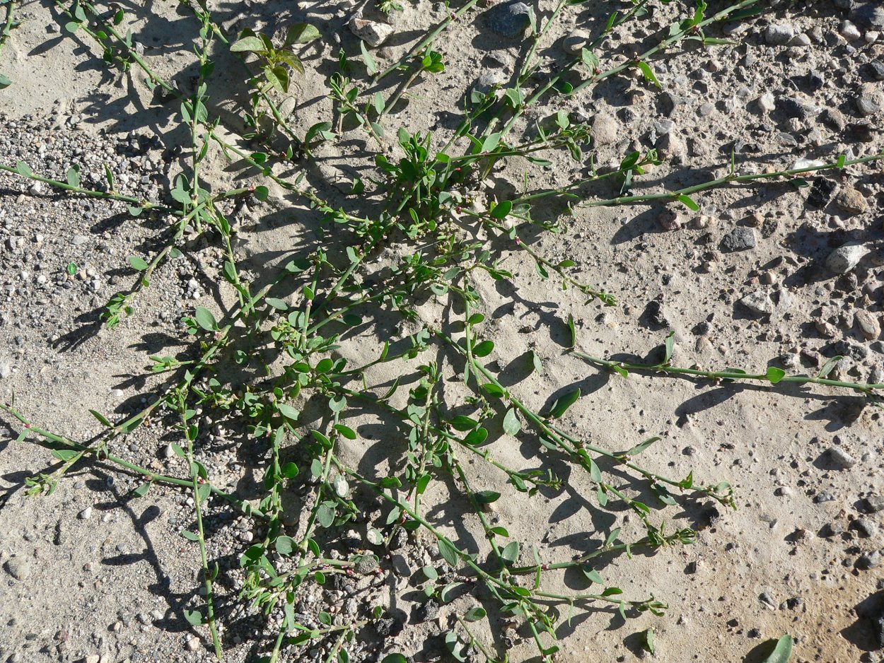 Мокрица сорняк огородный