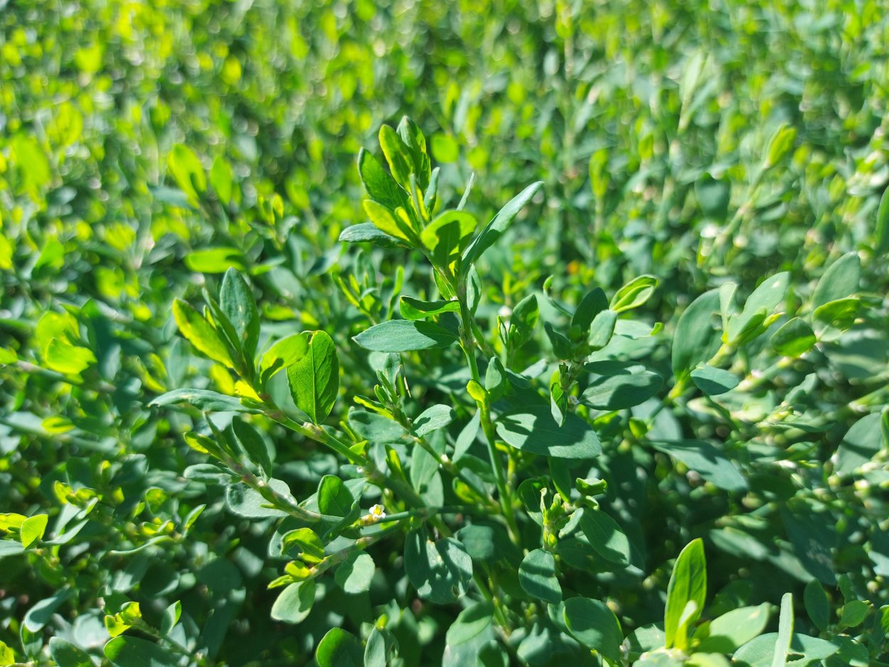 Текстура трава архикад