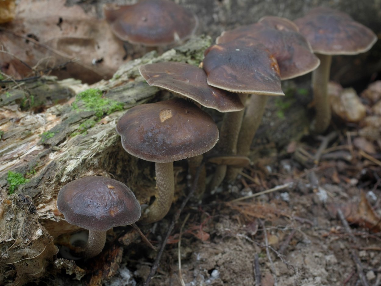Agrocybe aegerita гриб