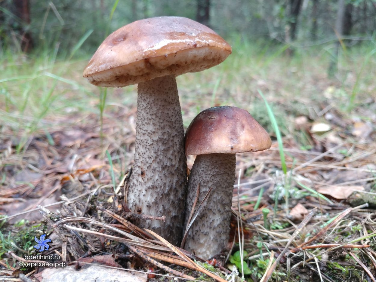 Полёвик ранний Agrocybe praecox