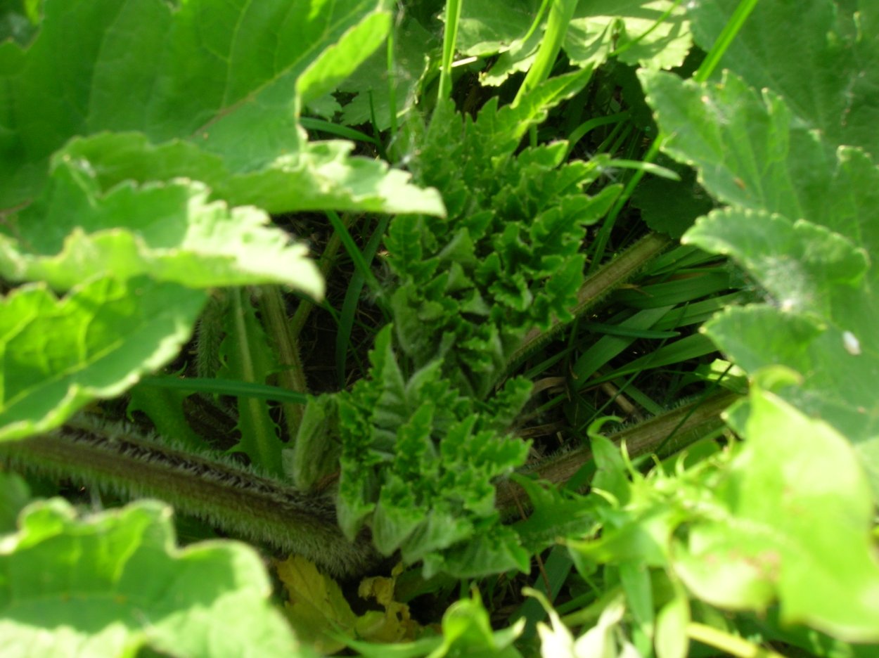 Сарда трава