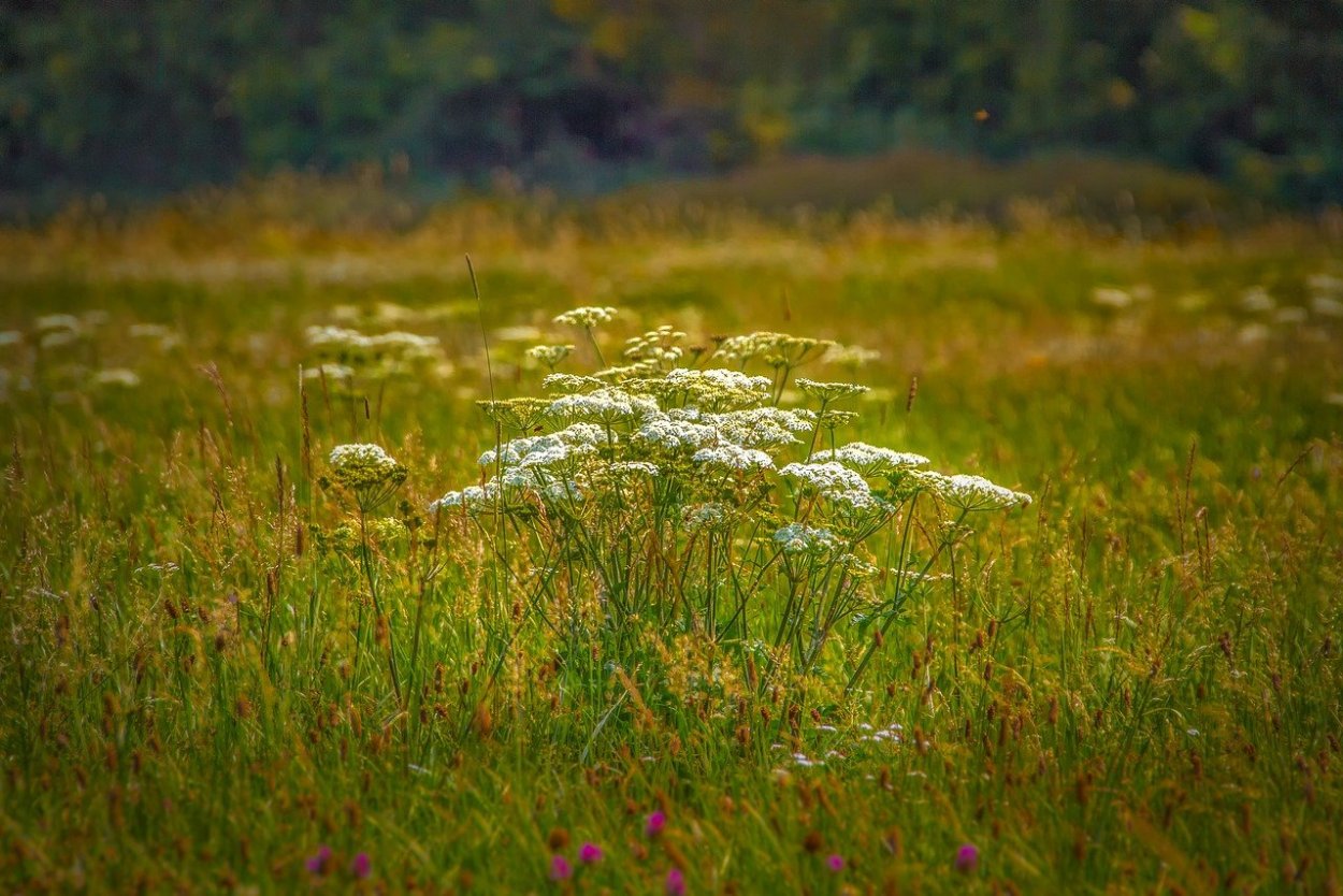 Дикие растения трава