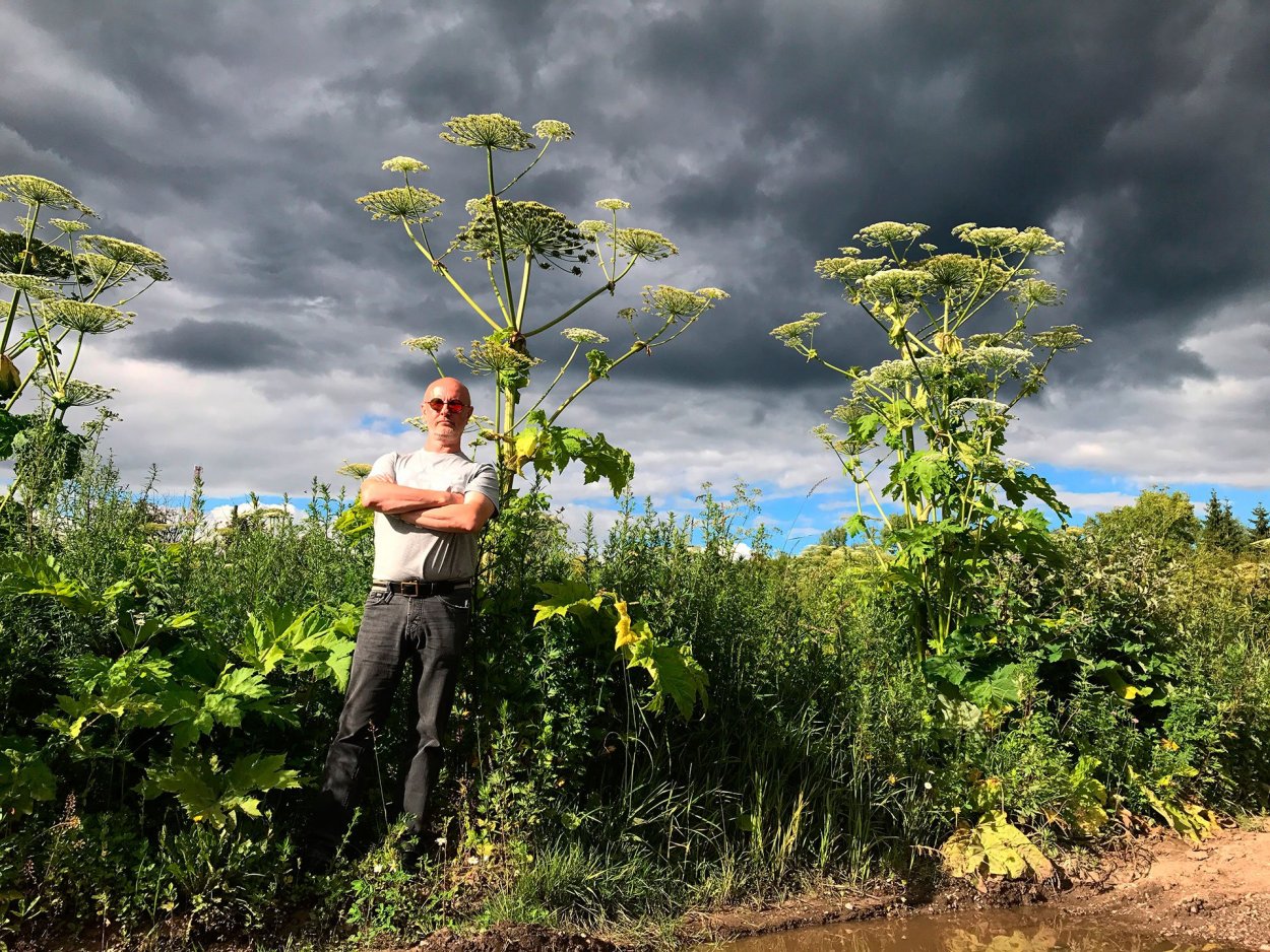 Борщевик Сосновского